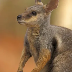 Tammar Wallaby Print, Portrait Format Tammar Wallaby Print, Portrait Format