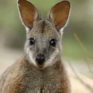 Tammar Wallaby Portrait Print Tammar Wallaby Portrait Print