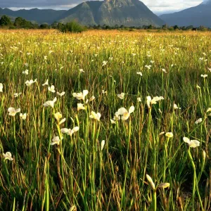Tasmanian West Coast Range Print Tasmanian West Coast Range Print
