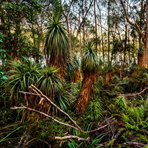 Tasmanian alpine moorland rainforest by Lake Dobson in Pandani Grow in Mt Field National Park, Tasmania