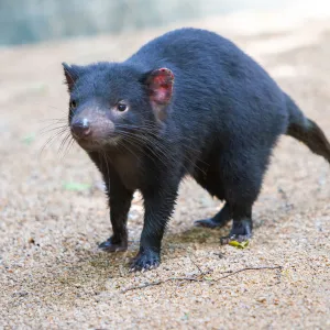 Tasmanian Devil