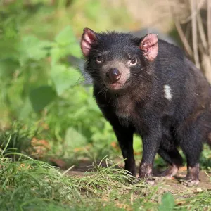 Tasmanian devil (Sarcophilus harrisii), Tasmanian devil, adult, alert, captive