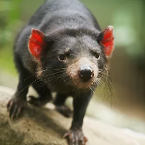 Tasmanian Devil (Sarcophilus Harrisii)