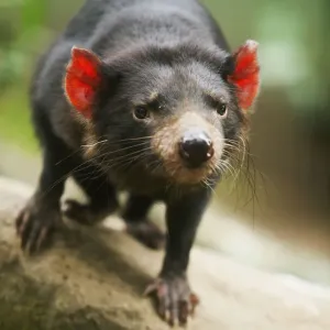 Tasmanian Devil Print, Australian Animals Tasmanian Devil Print, Australian Animals