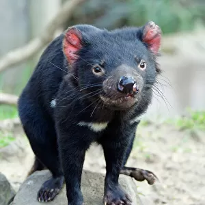 Tasmanian Devil Tasmanias state icon