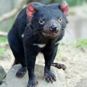 Tasmanian Devil Print - Australian Wildlife