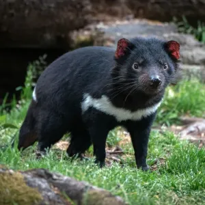 Tasmanian Devil Print - Juvenile in Woodland