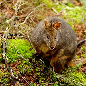 Tasmanian Pademelon, Thylogale billardierii