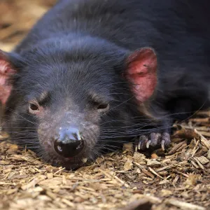 Tasmanischer Teufel, (Sarcophilus harrisii)