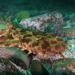 Tasselled wobbegong shark on the ocean floor at the Seal Rocks Marine Park, NSW, Australia