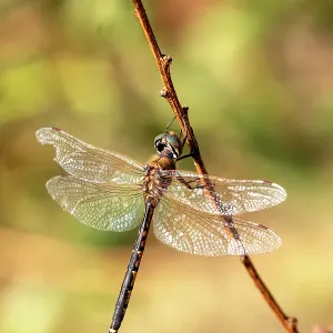 Tau Emerald Dragonfly perching on a stick Tau Emerald Dragonfly perching on a stick