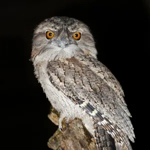 Tawny frogmouth or Podargus strigoides