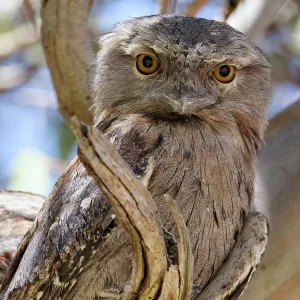 Tawny Frogmouth sitting on a tree branch (Podargus Strigoides)