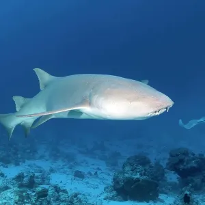 Tawny nurse shark (Nebrius ferrugineus), Great Barrier Reef, Pacific