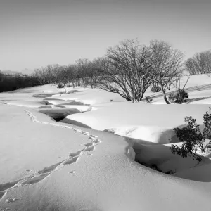 Tawonga Hut Creek in winter Tawonga Hut Creek in winter