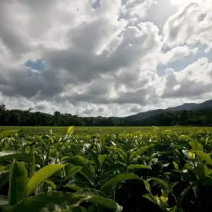 Tea Plantation Tea Plantation