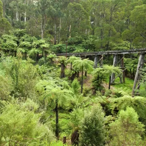 Victoria (VIC) Jigsaw Puzzle Collection: Yarra Valley & Dandenong Ranges