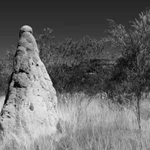 Termite Mound Termite Mound