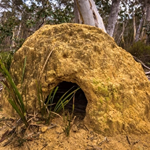 Termite mound in Deua National Park, New South Wales