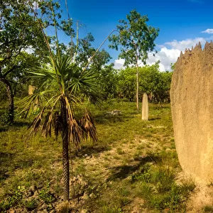 Termite mound in Litchfield National Park