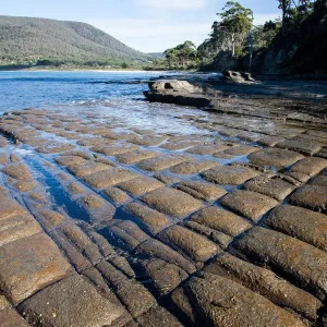 Tessellated pavement. Tasmania, Australia Tessellated pavement. Tasmania, Australia