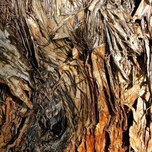 Australian Paper Bark Tree Print