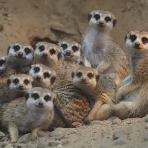 Meerkats in Group Huddle Australian Print