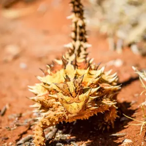 Thorny devil Thorny devil
