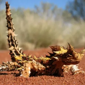 Thorny devil