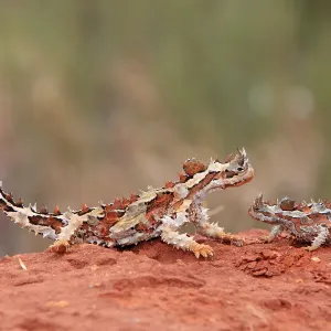 Thorny Devil