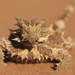 Thorny Devil, Alice Springs, Northern Territory, Australia