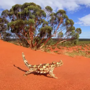 Thorny Devil lizard, Australia Thorny Devil lizard, Australia