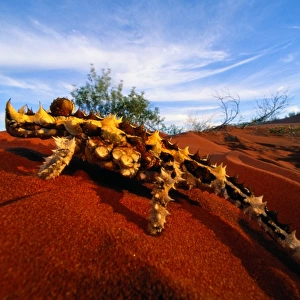 Thorny devil lizard (Moloch horridus) Australia, close-up