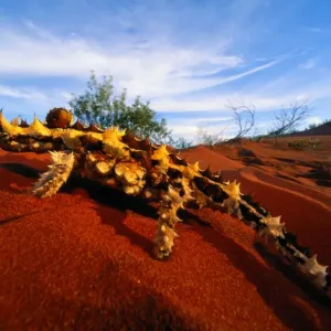 Thorny Devil Lizard Print, Close-up Photograph