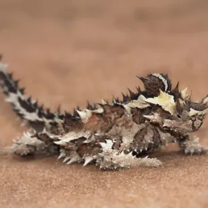 Thorny Devil Print - Australian Lizard Species Thorny Devil Print - Australian Lizard Species