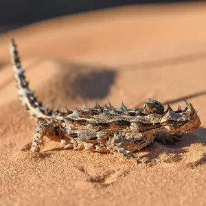 Thorny devil (Moloch horridus), François Péron National Park, Shark Bay, State of Western Australia, Australia, Oceania Thorny devil (Moloch horridus), François Péron National Park, Shark Bay, State of Western Australia, Australia, Oceania