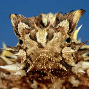Thorny Devil Print, Close-up of a Western Australian Lizard