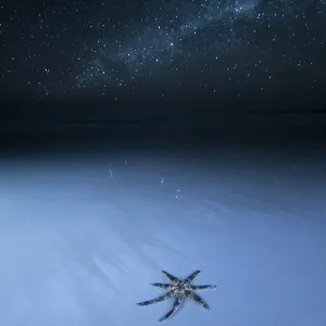 Thousands of stars and a starfish. Starfish on a beach at night. The night sky, stars and night sky in the background. Wreck Beach. Sleaford Bay. Eyre Peninsula. South Australia Thousands of stars and a starfish. Starfish on a beach at night. The night sky, stars and night sky in the background. Wreck Beach. Sleaford Bay. Eyre Peninsula. South Australia