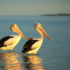 Threes pelicans Australia