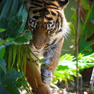 Tiger in forest