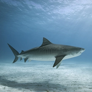 Tiger shark in water