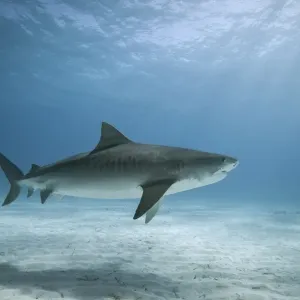 Tiger Shark Print at Tiger Beach, Bahamas