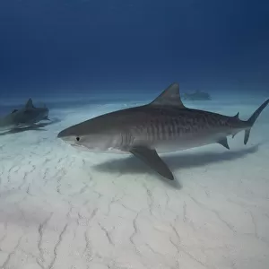 Tiger shark on white sand beach