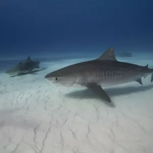 Tiger shark on white sand beach Tiger shark on white sand beach