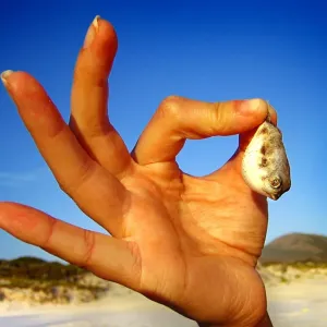 Tiny Puffer Fish held in Fingers Tiny Puffer Fish held in Fingers