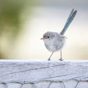 Tiny Wren