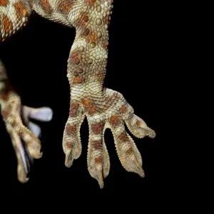 Tokay gecko