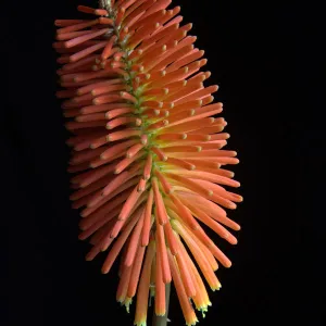 Torch Lily Flower