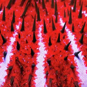 Detail of toxic Crown-of-thorns starfish (Acanthaster planci), spines, crown of thorns, Pacific, Great Barrier Reef, UNESCO World Heritage Detail of toxic Crown-of-thorns starfish (Acanthaster planci), spines, crown of thorns, Pacific, Great Barrier Reef, UNESCO World Heritage