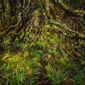 Trail through the forest at Goon Moor in Eastern Arthur Range, Southwest Tasmania